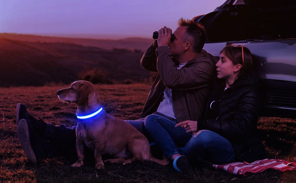 USB Rechargeable LED Pet Dog Collar